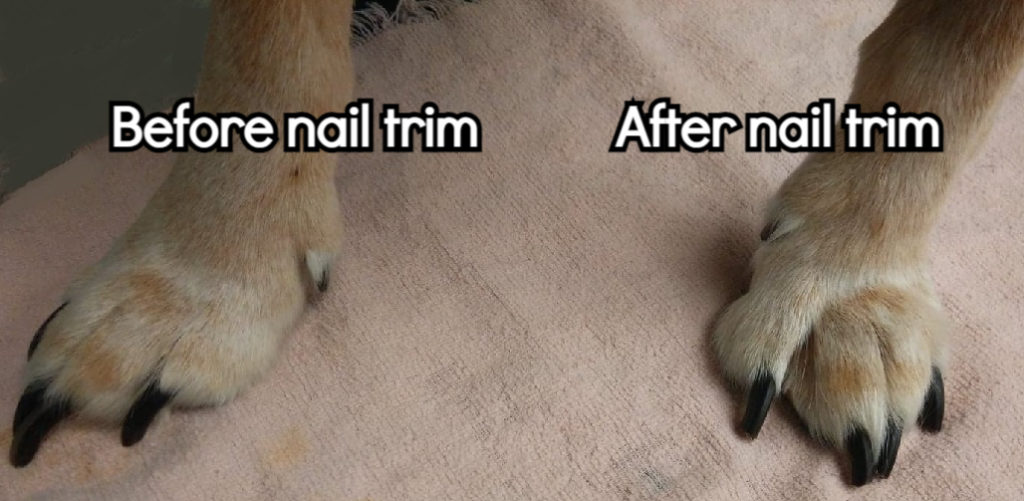 HOW TO CUT A DOG'S NAILS (with PHOTOS) Groomer King