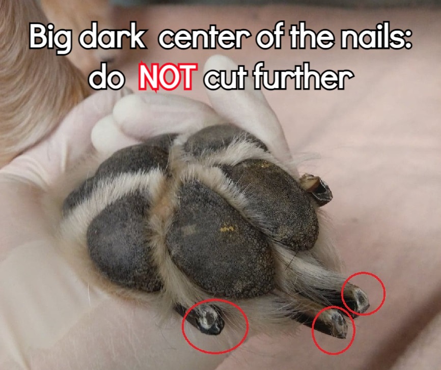 alt="dark oval at end of dog nail"