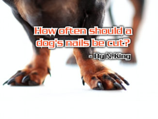 alt="dog long black nails"