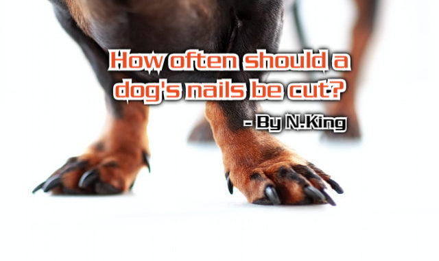 alt="dog long black nails"