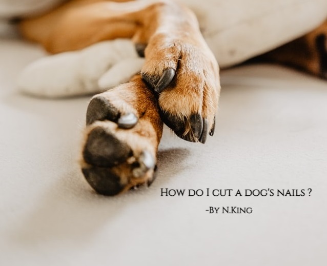 HOW TO CUT A DOG'S NAILS (with PHOTOS) - Groomer King