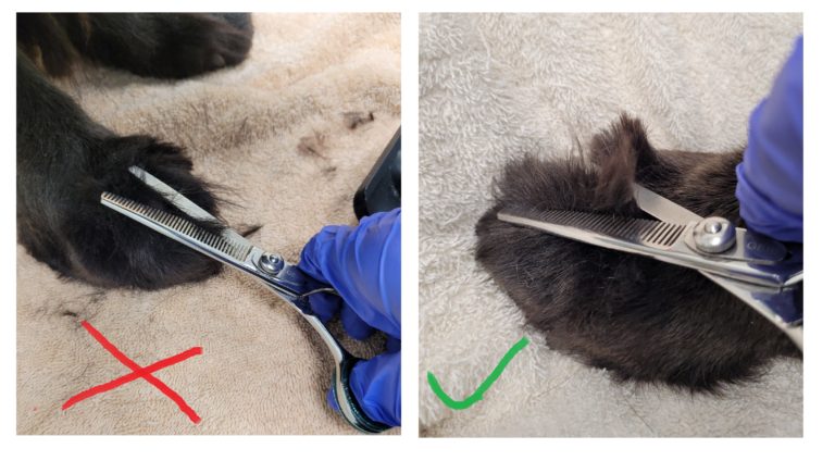 HOW TO TRIM DOG PAWS ( A STEP BY STEP GUIDE ) - Doggo Kin