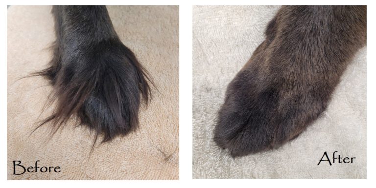 HOW TO TRIM DOG PAWS ( A STEP BY STEP GUIDE ) - Doggo Kin