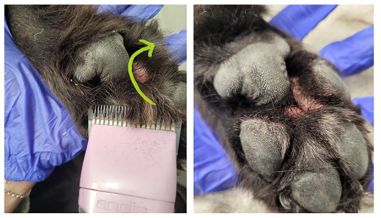 Trimming fur outlet between dog paws