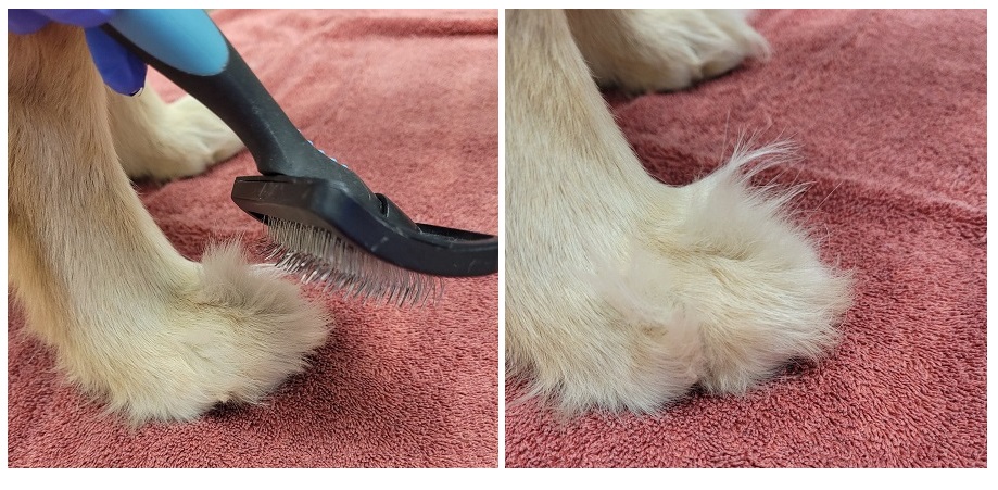 alt="brushing up long hair on golden retriever paw"