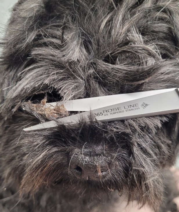 alt="using scissors to trim out dog eye crust"