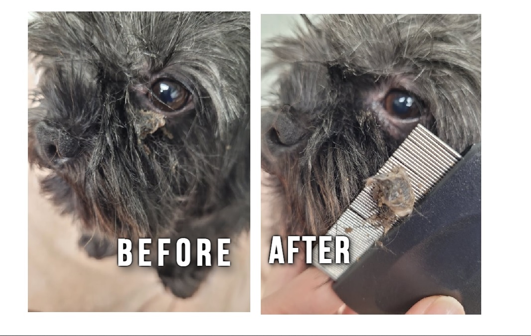 how-to-clean-dog-eye-boogers-the-do-s-and-don-ts-groomer-king