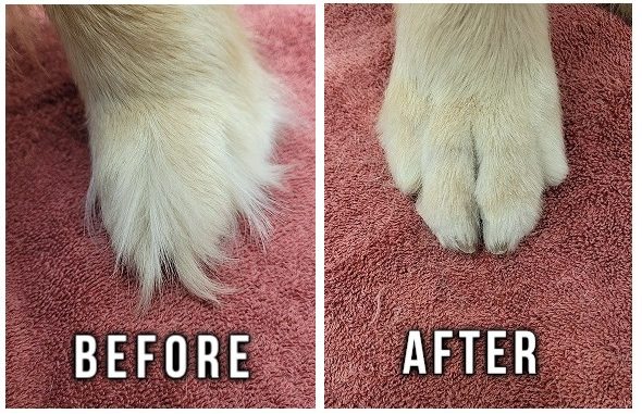 How to Trim Golden Retriever Paws  