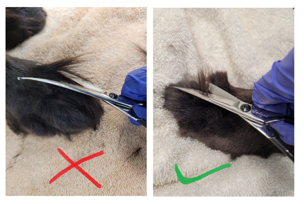 HOW TO TRIM DOG PAWS A STEP BY STEP GUIDE Doggo Kin