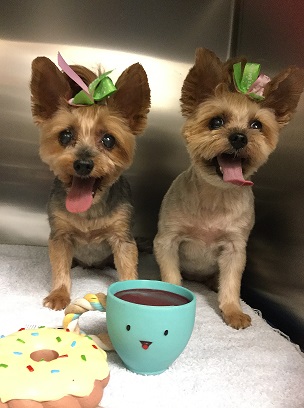 alt=" two groomed yorkies with hair cut"