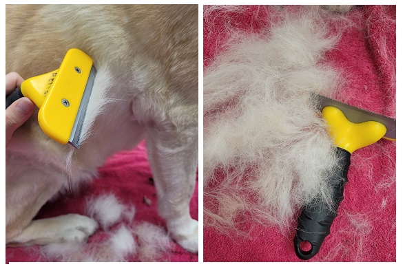 alt="furminator brushing hair of a golden retriever for grooming"