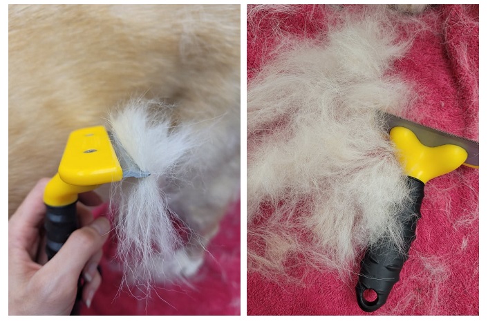 alt="brushing a yellow lab with a furminator brush"