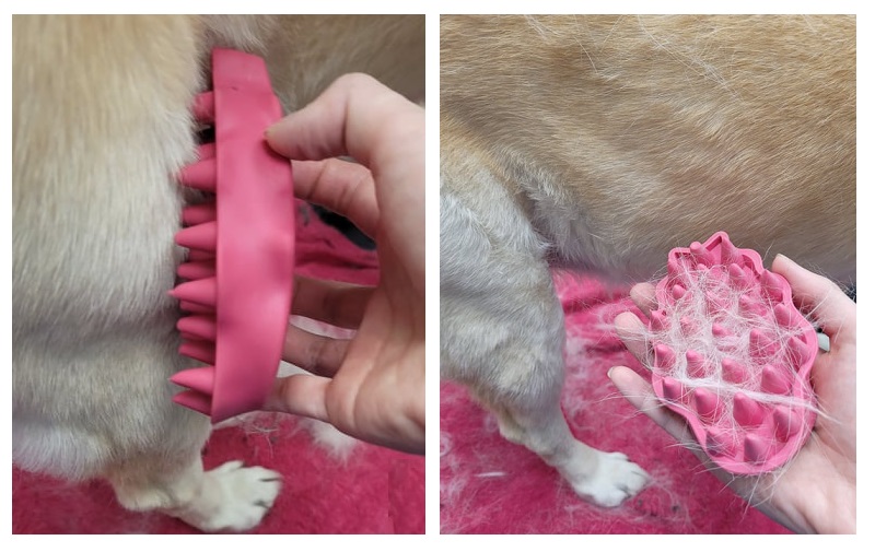 alt="brushing a yellow lab with a zoom groom brush"