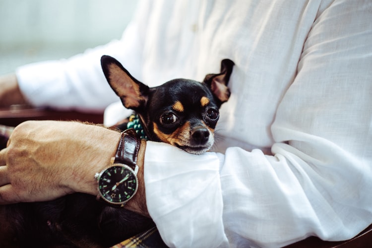 alt="black little dog sitting on lap"