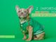 alt="a groomed french bulldog wearing a green shirt and chain"