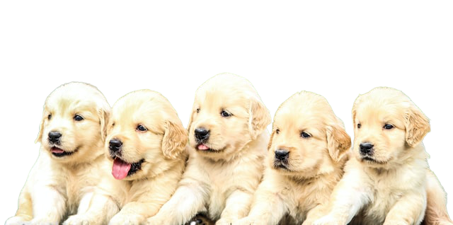 alt="golden retriever puppies with furry coat"