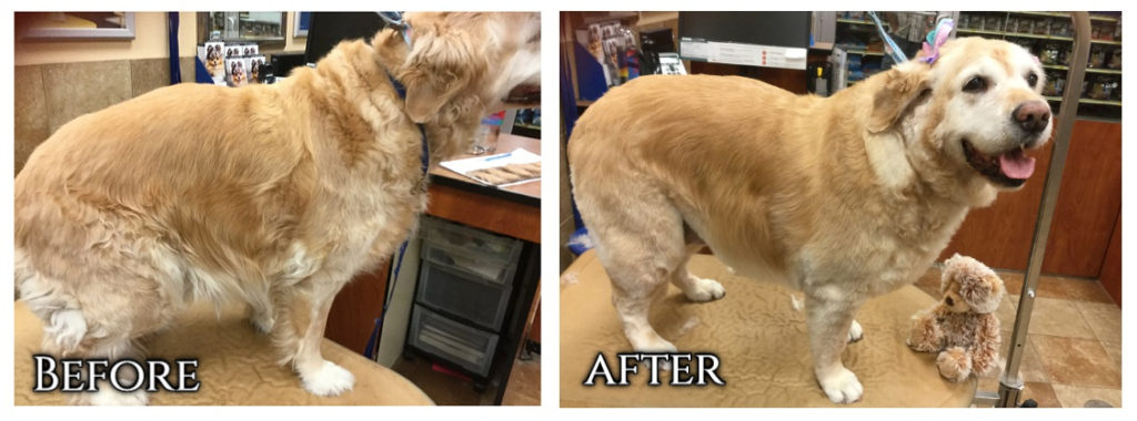 before and after of a groomed golden retriever