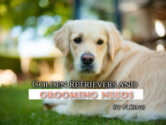 alt="golden retriever with long hair lying on grass"