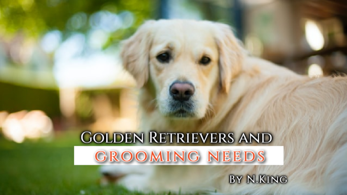 alt="golden retriever with long hair lying on grass"