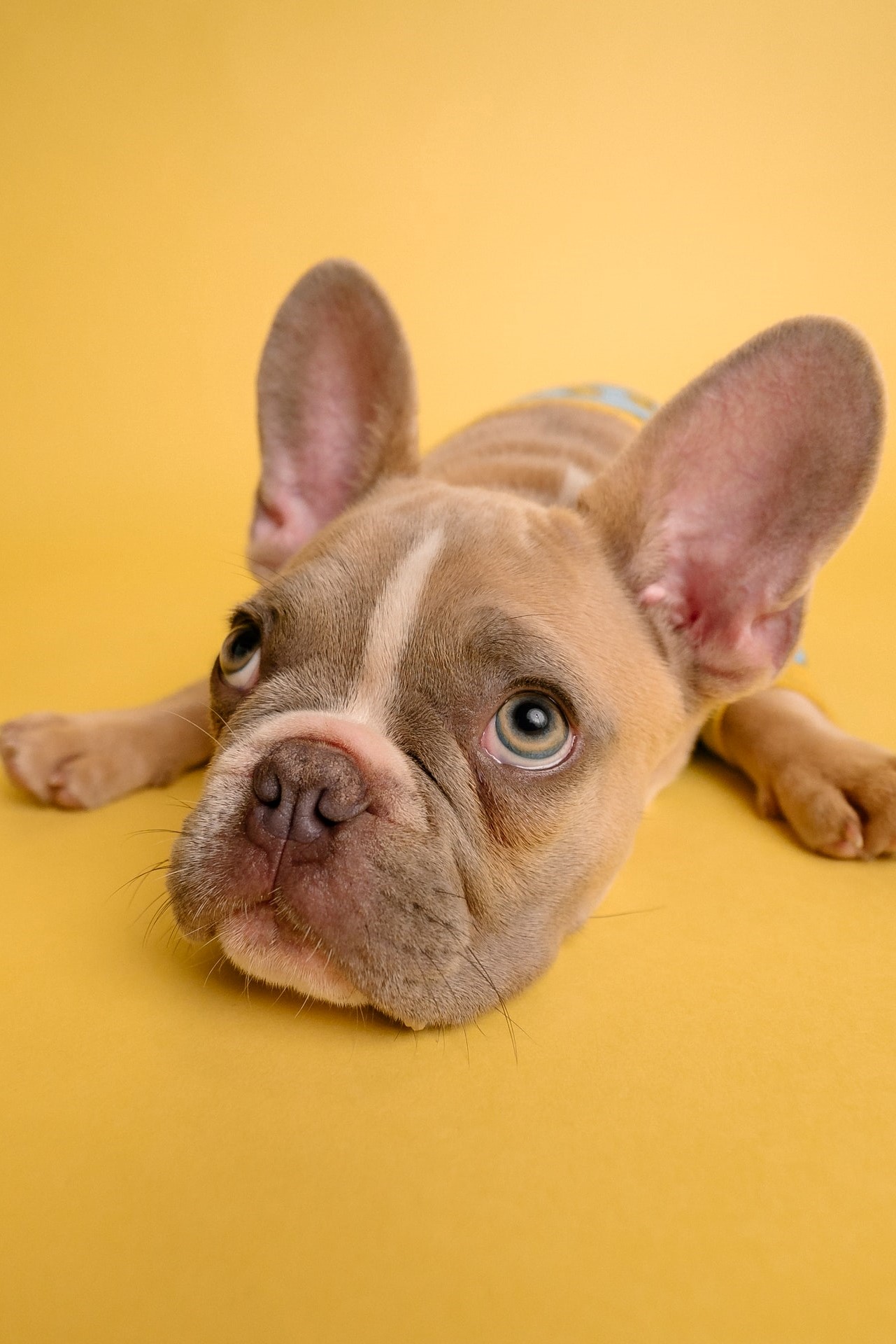 Ways to cut a dog nails when scared