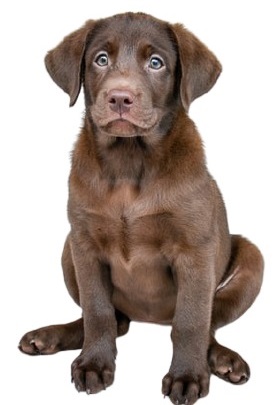 alt="chocolate labrador puppy sitting on floor"