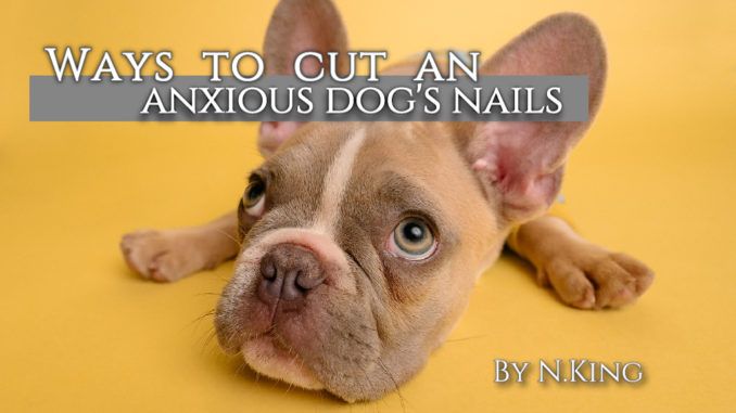 How to Cut Dog Nails when Scared (with Photos) - Groomer King