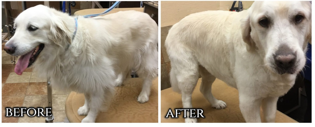 before and after of a groomed golden retriever with furminator