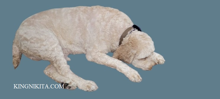 alt="white cockapoo shaved down with a number 5 grooming blade"