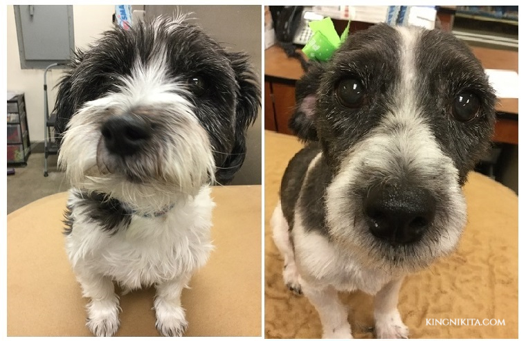 alt="black and white terrier mix shaved with a number 7 clipper blade"