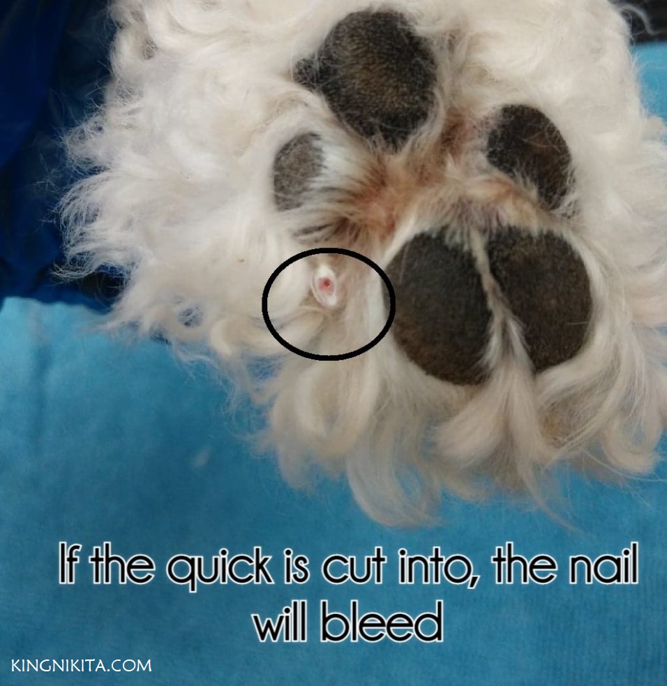 alt="dog nail bleeding from deep cut"