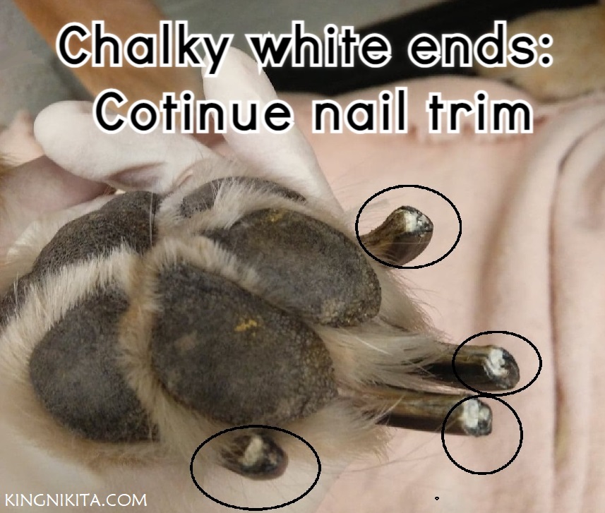 alt="chalky white dog nail tips after being cut"