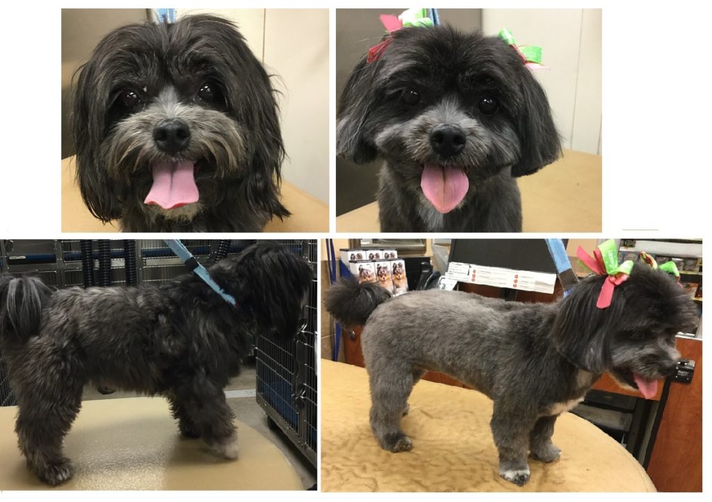 alt="black shih tzu shaved with a number 2 clip comb and a number 30 dog trimming blade"