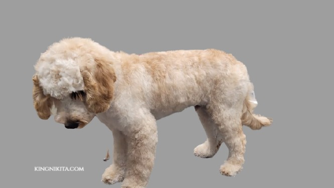 alt="apricot cockapoo dog shaved with a number 0 clip comb"