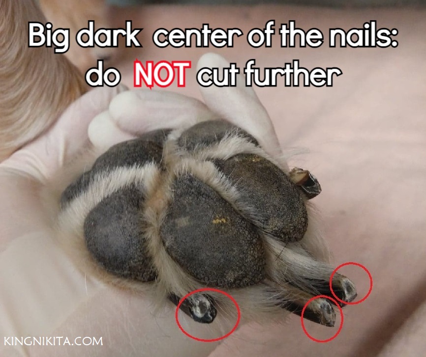 alt="large dark center in the middle of cut dog nails"