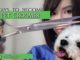 alt="dog groomer grooming bichon dog"