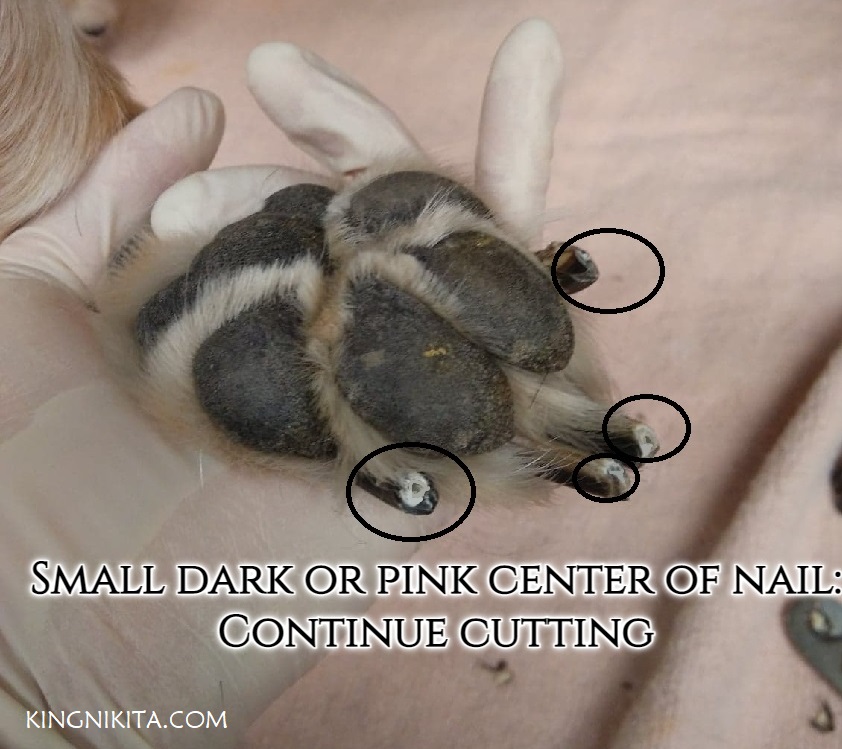 alt="dark oval inside freshly cut dog nails"