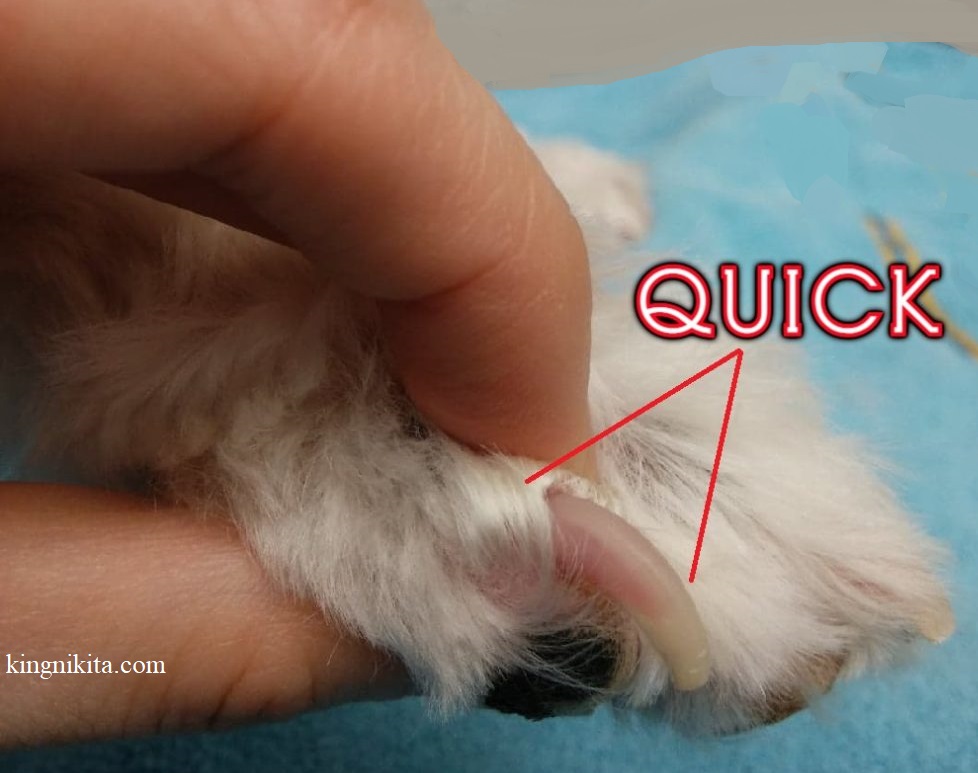 alt="pink quick inside white nail of dog"