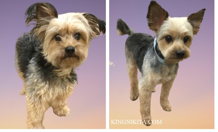 alt="yorkie dog shaved with a number 1 clip comb over a number 30 dog clipper blade"
