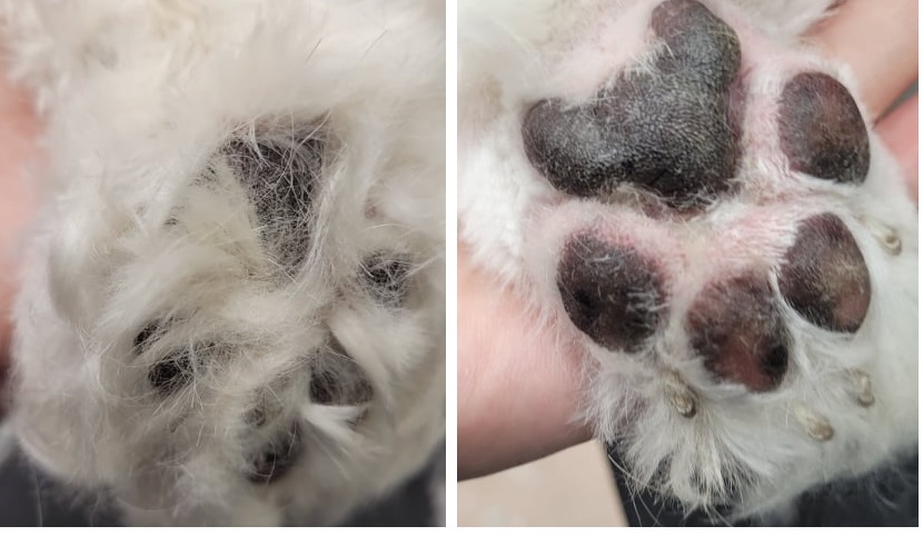 Dog paw pad clearance clippers