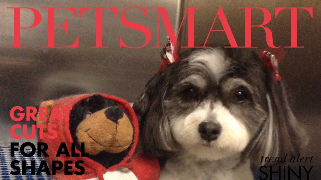 alt="Petsmart shih tzu groomed in kennel"