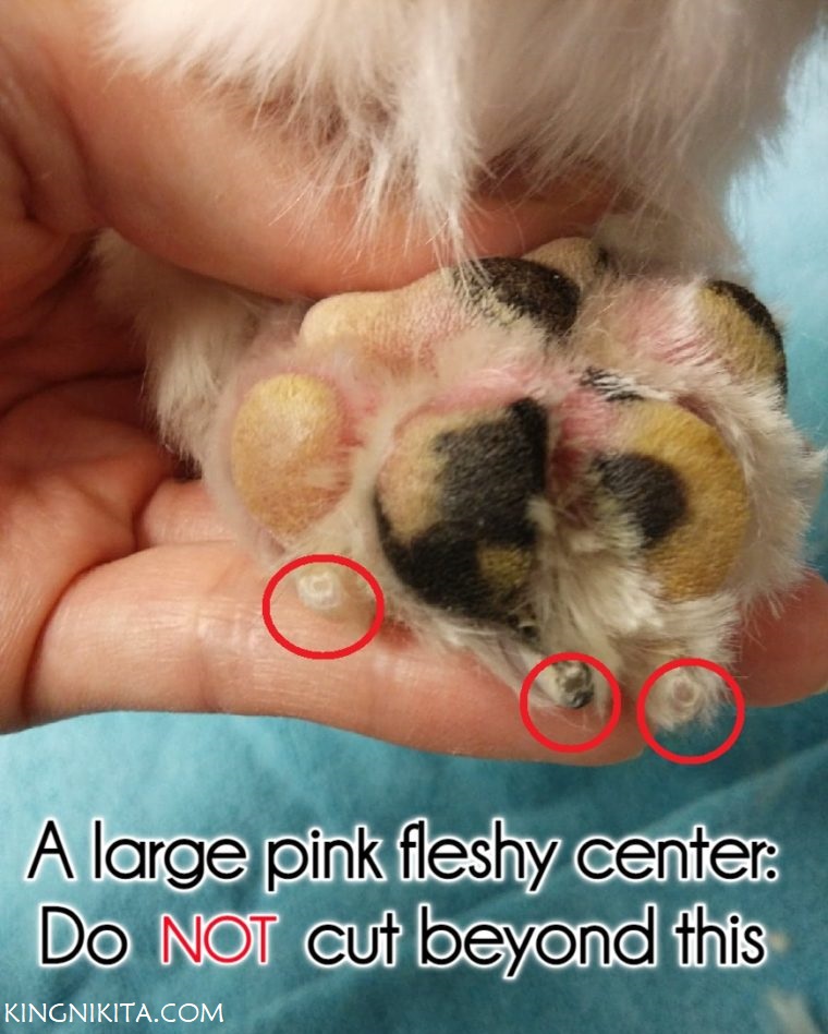 alt="pink circle inside white dog nails after a trim"