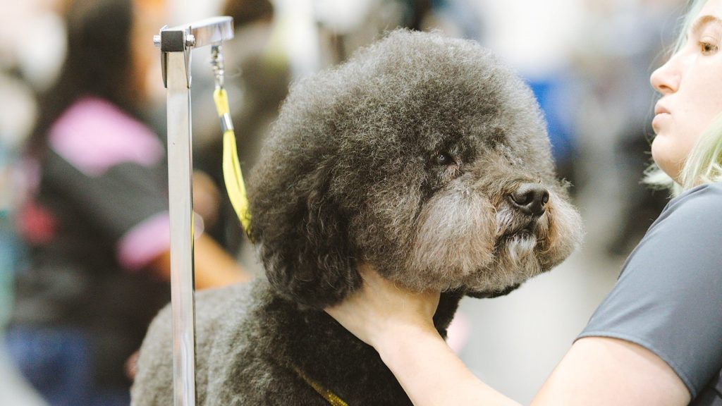 alt="a dog groomer grooming a black standard poodle"