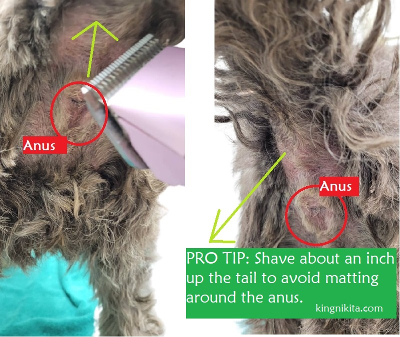 alt="grooming clipper trimming hair on anus"