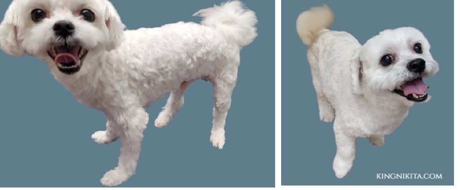 alt="white bichon maltese mix dog with a number 4 haircut"