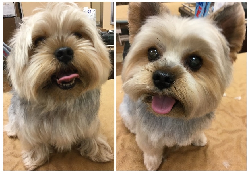 alt="yorkie shaved with a number 0 haircut dog clipper blade"