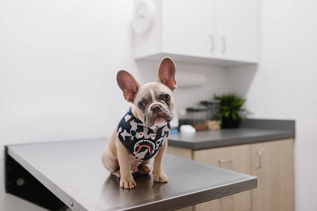 dog on grooming table in toronto