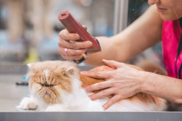 cat being groomed by best private groomer