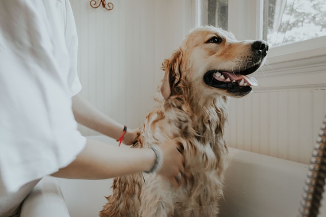 golden retriever in bath with dog bather