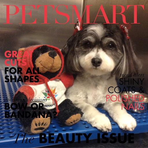 groomed shih tzu dog at petsmart