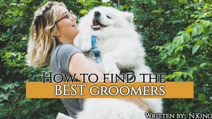 find the best pet groomer for matted dog